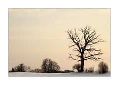 Bathed in Winter Light - Im Winterlicht gebadet