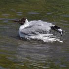 Bathing ..