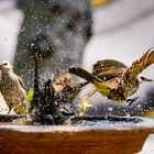 Bathing!