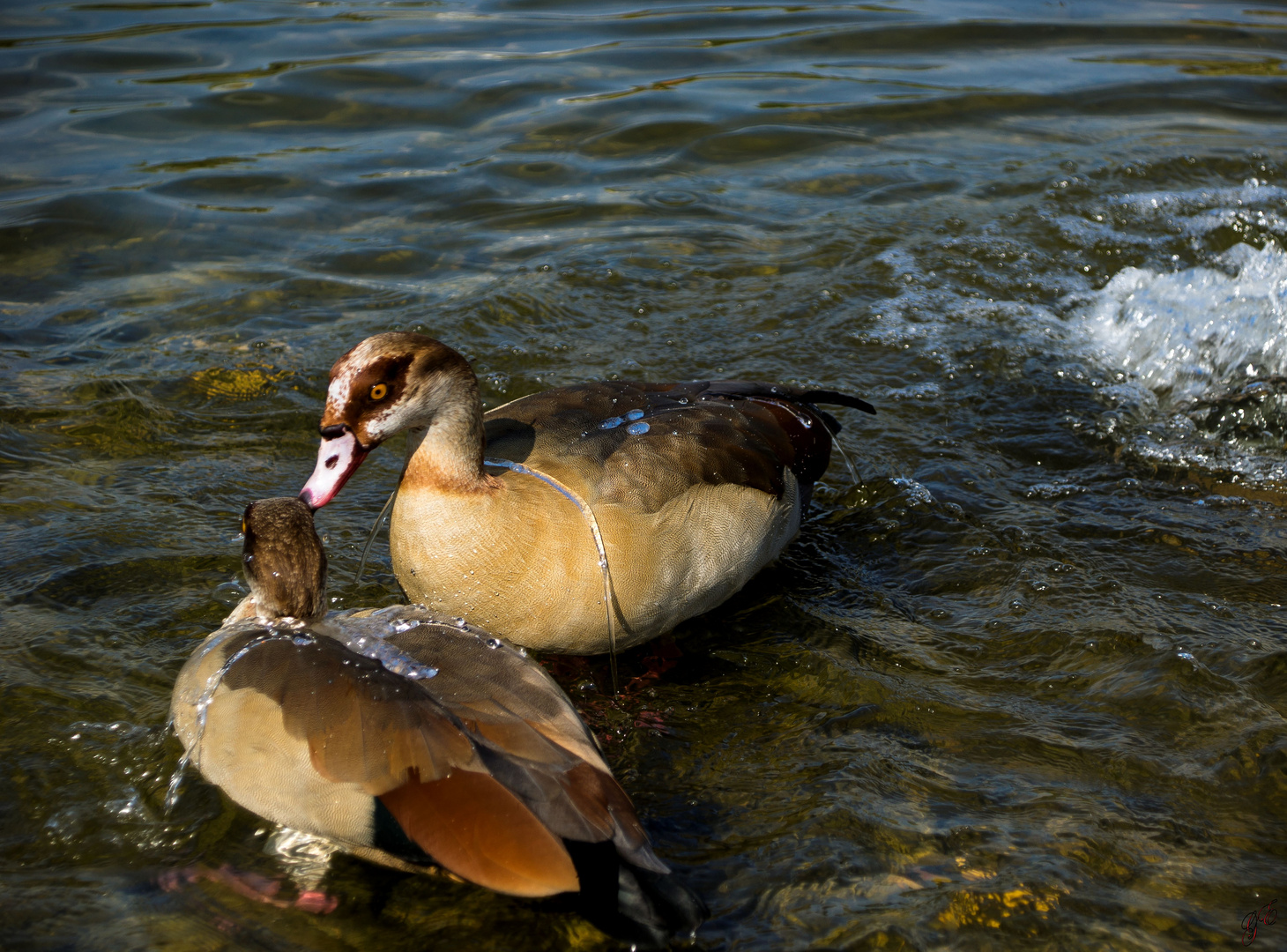 bathing