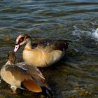 bathing