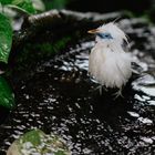 Bathing Bird