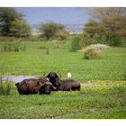 Bathing Buffalos