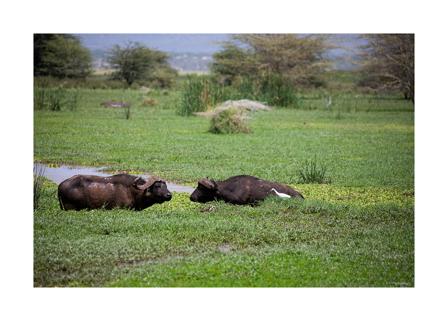 Bathing Buffalos