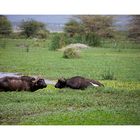 Bathing Buffalos