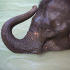 [ … bathing elephant ]