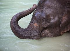 [ … bathing elephant ]