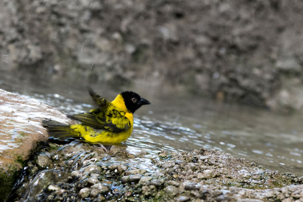 *Bathing*