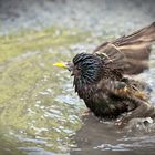 Bathing in Central Park