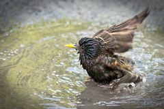 Bathing in Central Park