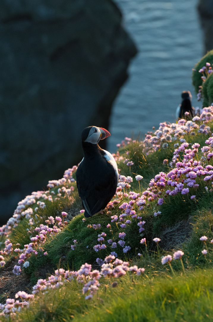 Bathing in the evening sun...