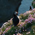 Bathing in the evening sun...