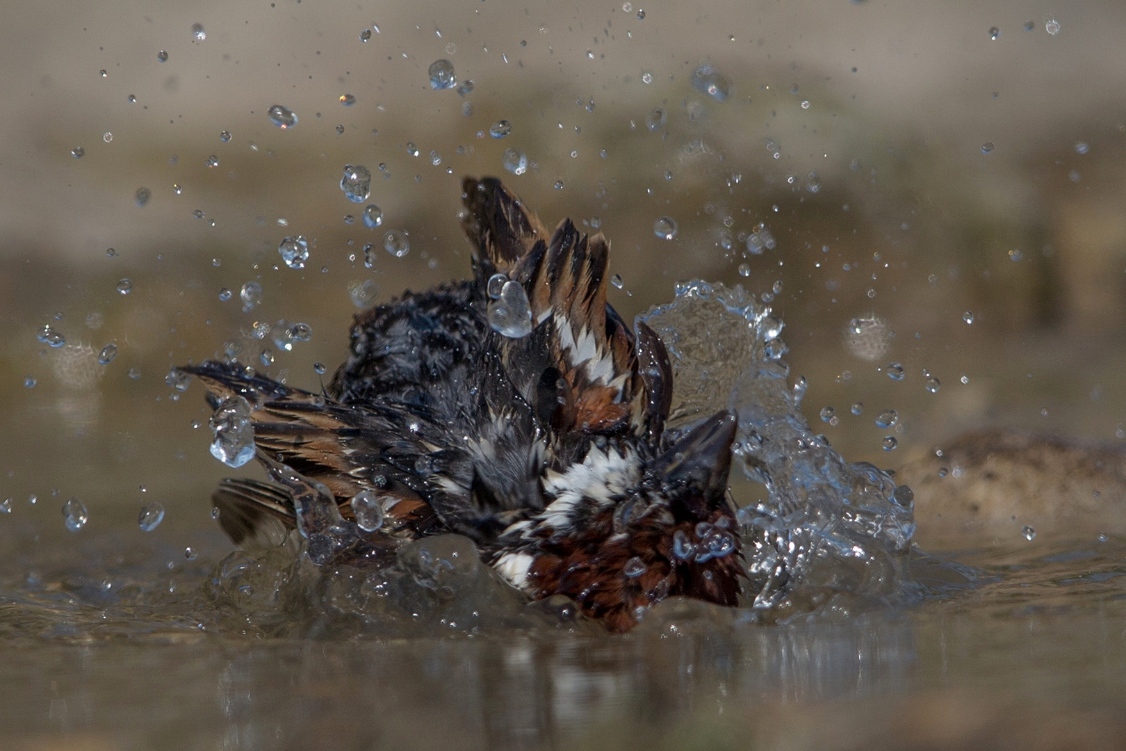 Bathing tree sparrow