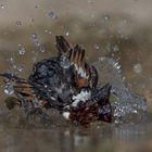 Bathing tree sparrow