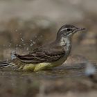 Bathing wagtail