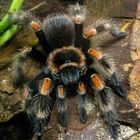 Báthory Brachypelma hamorii