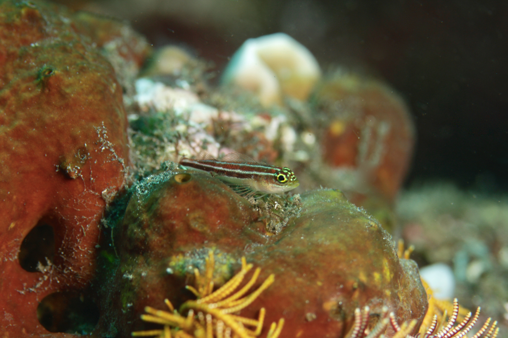 Bath's Blenny - Ecsenius bathi - Bath's Kammzahnschleimfisch