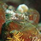 Bath's Blenny - Ecsenius bathi - Bath's Kammzahnschleimfisch