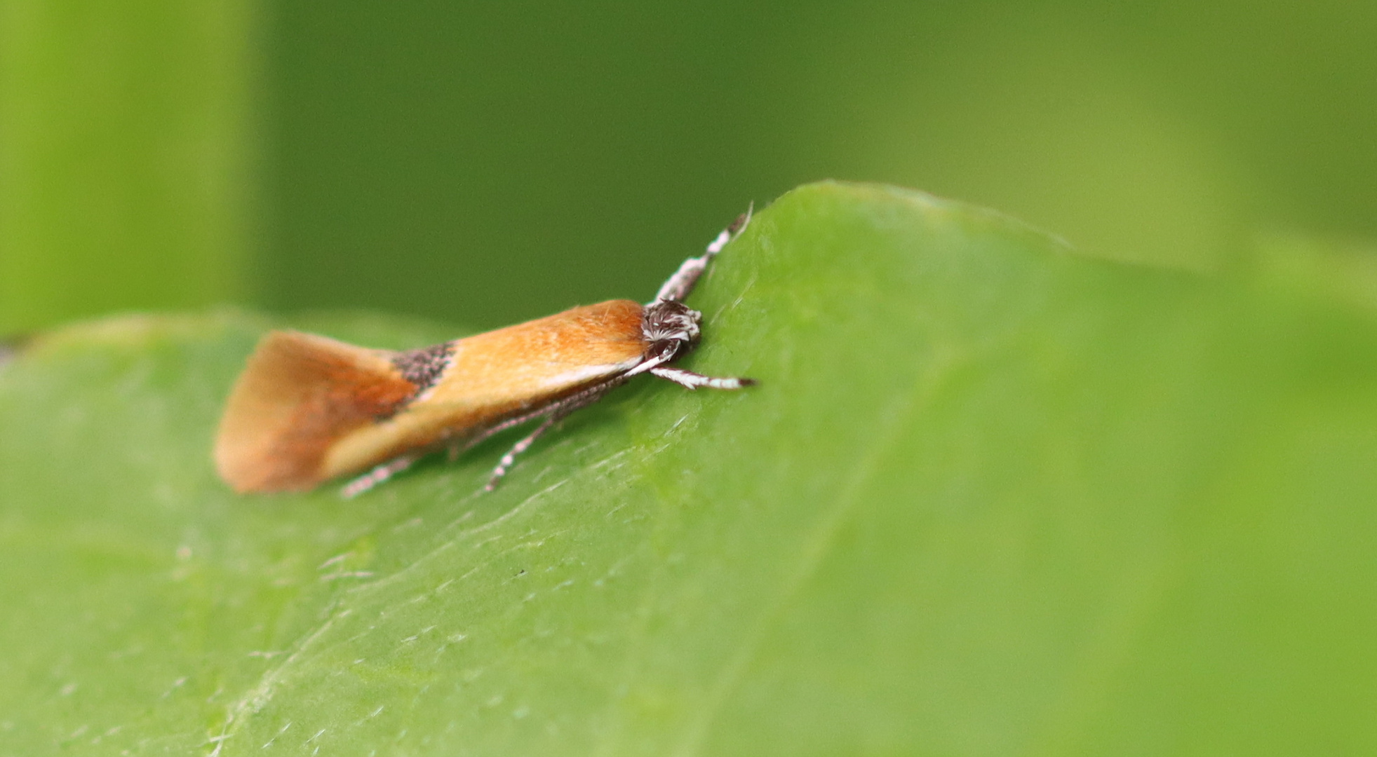 Batia lunaris,Kleiner Ginsterrindenfalter