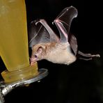 BATMAN an der Flasche