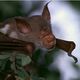 Batman? Fledermaus in Namibia