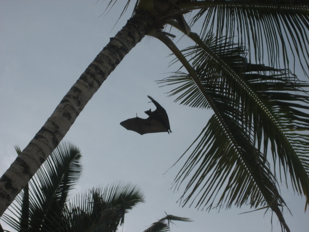 Batman returns...to the Maldives