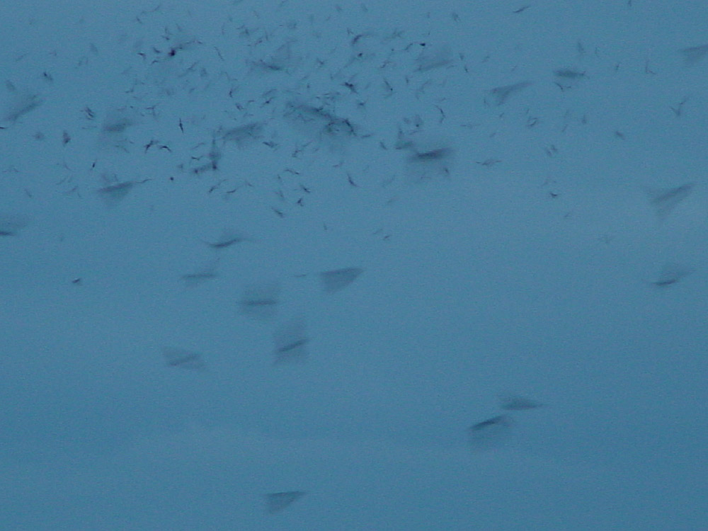 Bats in Carlsbad Cavern in NM