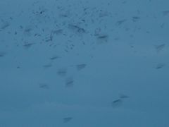 Bats in Carlsbad Cavern in NM