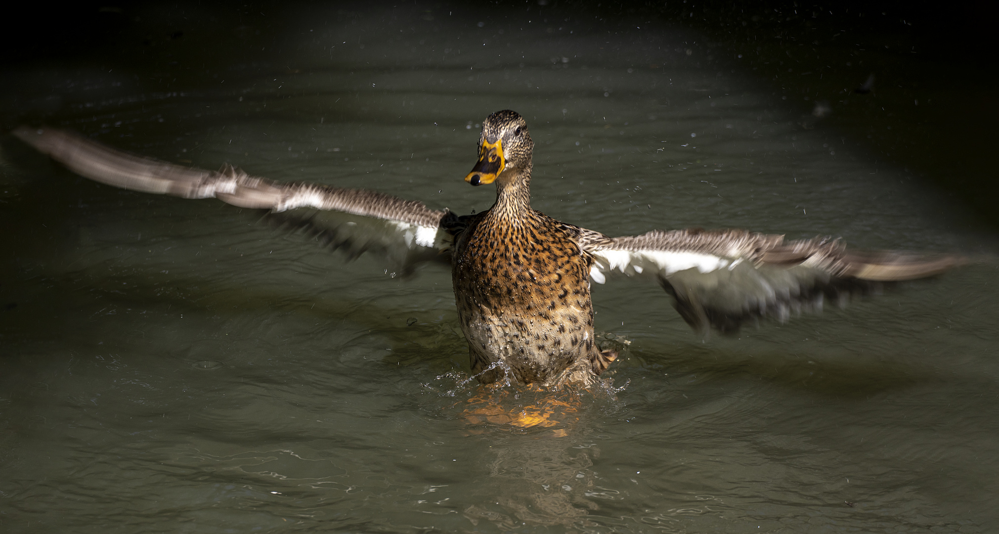 Battement d'ailes 3 (Anas undulata, canard à bec jaune)