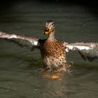 Battement d'ailes 3 (Anas undulata, canard à bec jaune)