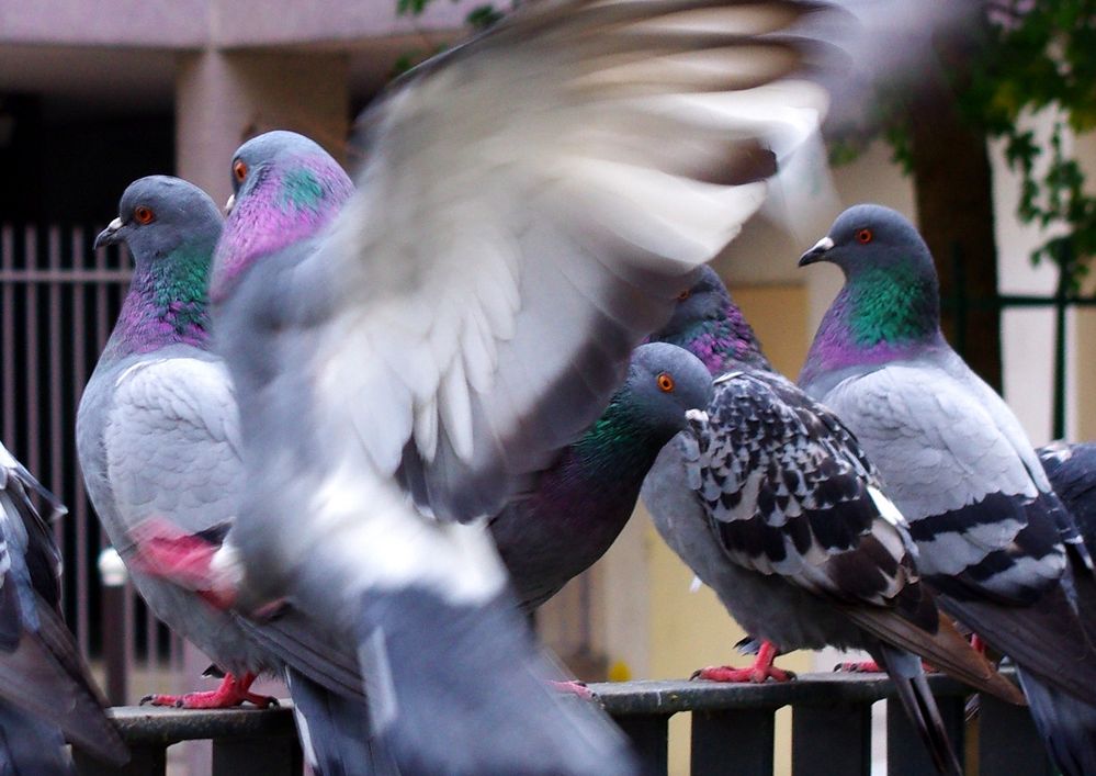 Battement d'ailes de lucibulle 