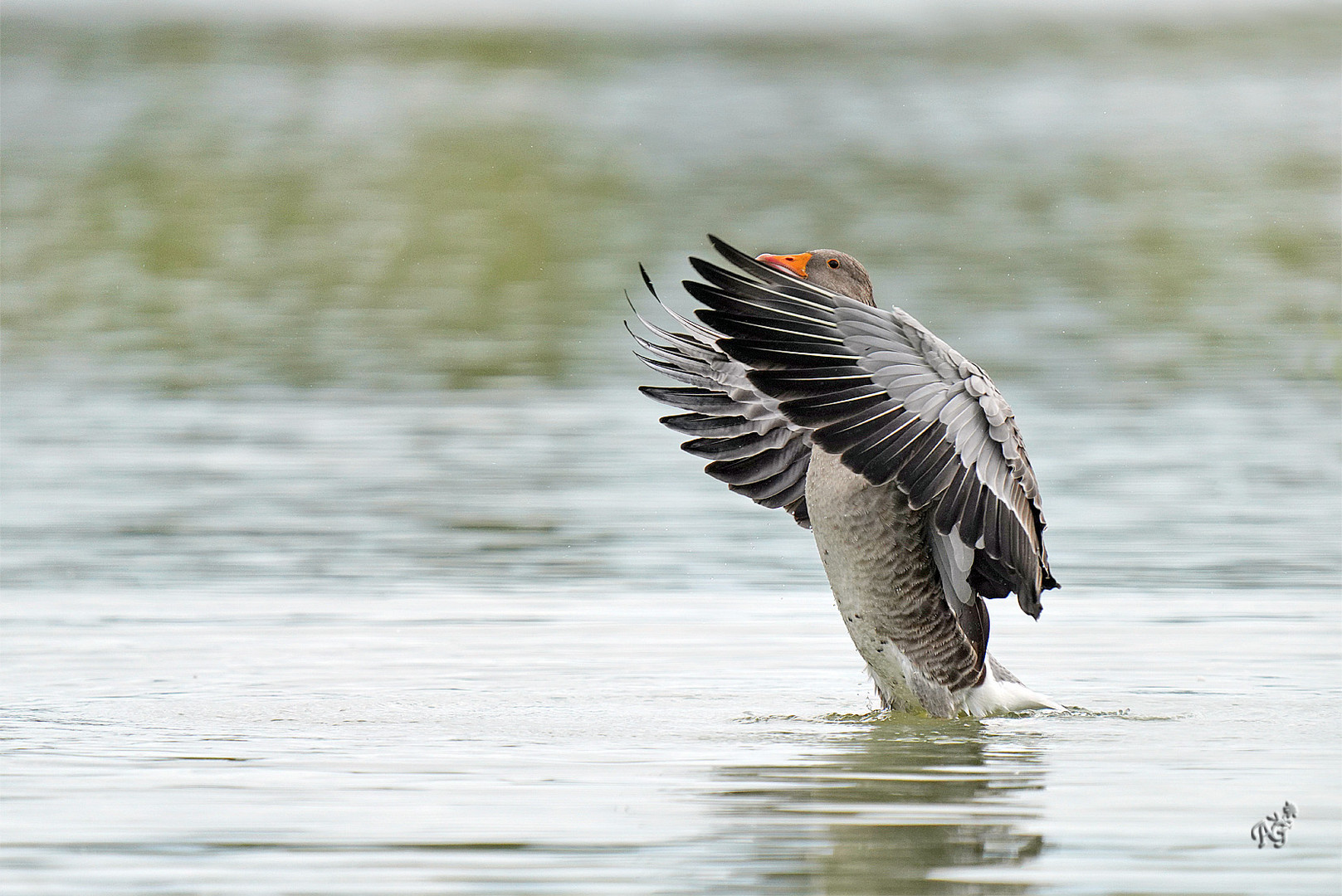 Battement d'ailes...