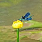 Battements d'ailes sur le nénuphar