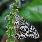 Batterfly - Papilio demoleus