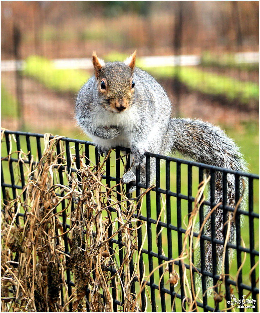 Battery Park Squirrel ...