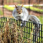 Battery Park Squirrel ...