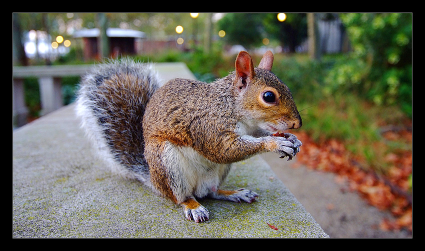 Battery Park Squirrel