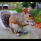 Battery Park Squirrel