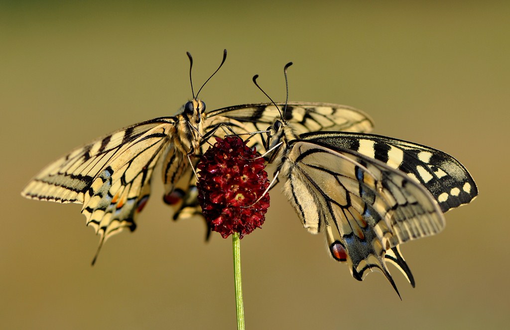 battle for food