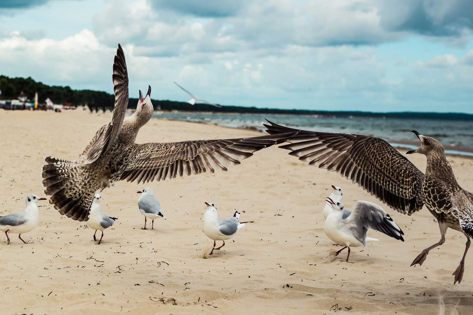 Battle for food