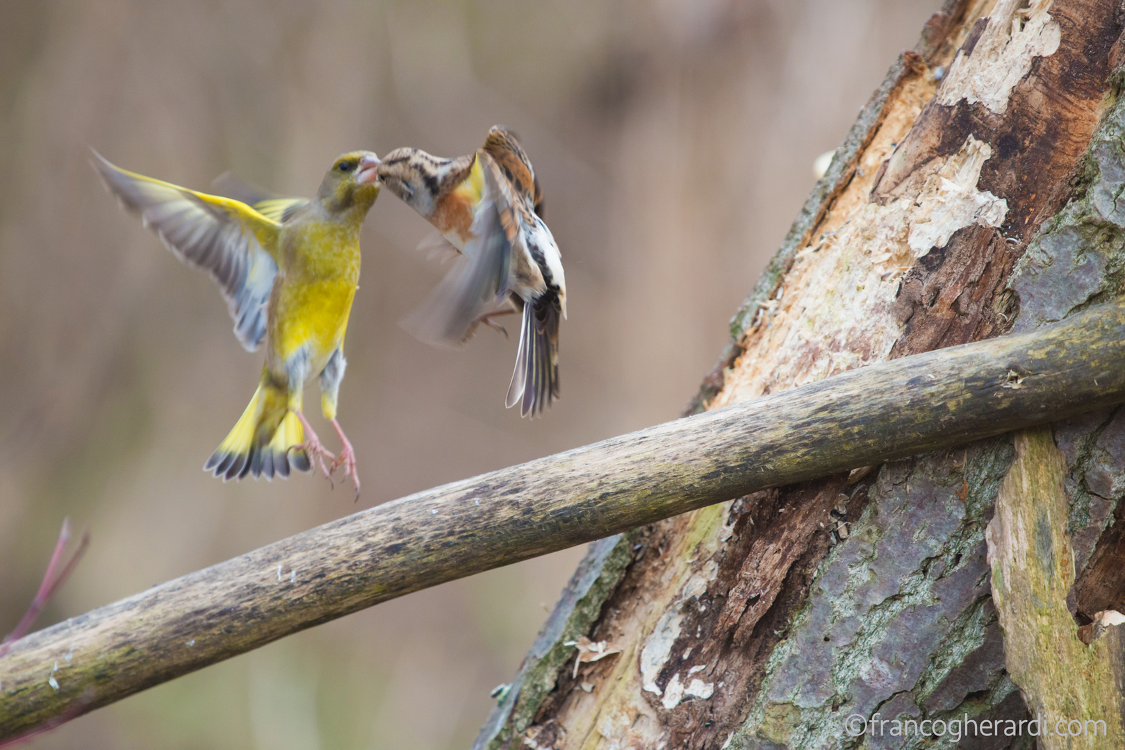 Battle in flight