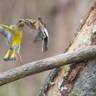 Battle in flight