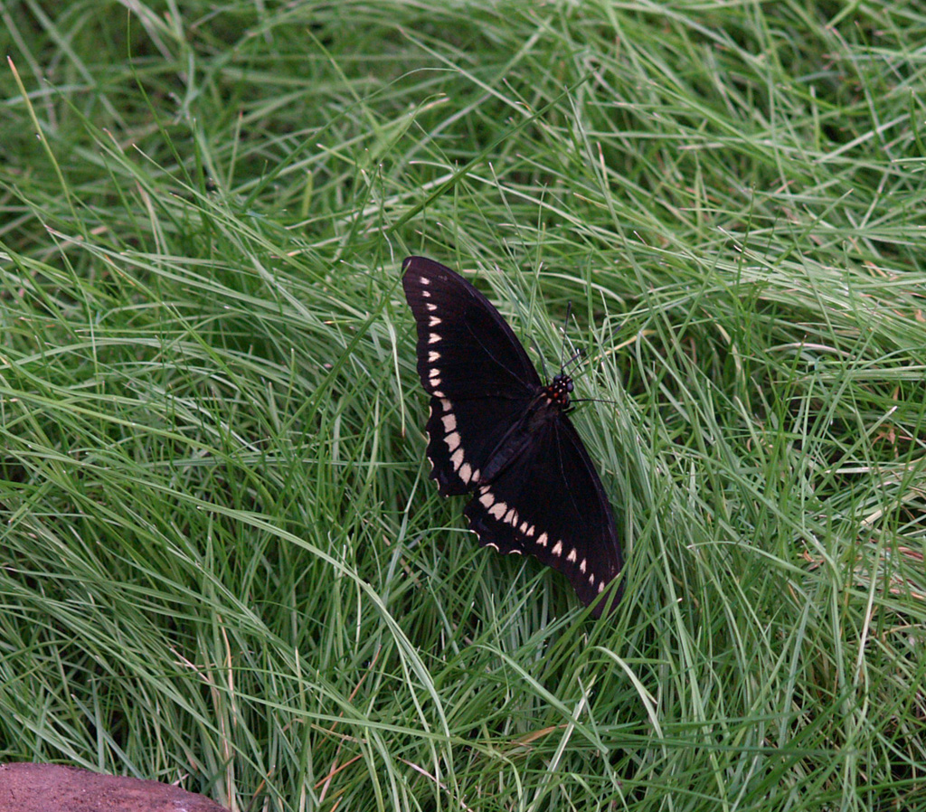 Battus polidamas Mottenschmetterling