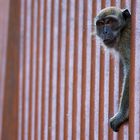 Batu Caves Monkey