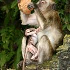 Batu Monkey