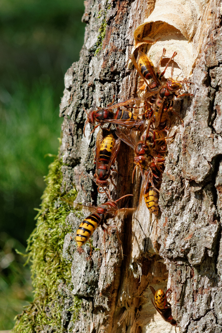 Bau eines Hornissen-Nestes in der Lüneburger Heide