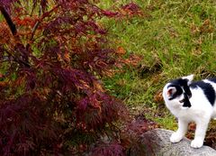 Bau Japanischer Garten Föckelberg