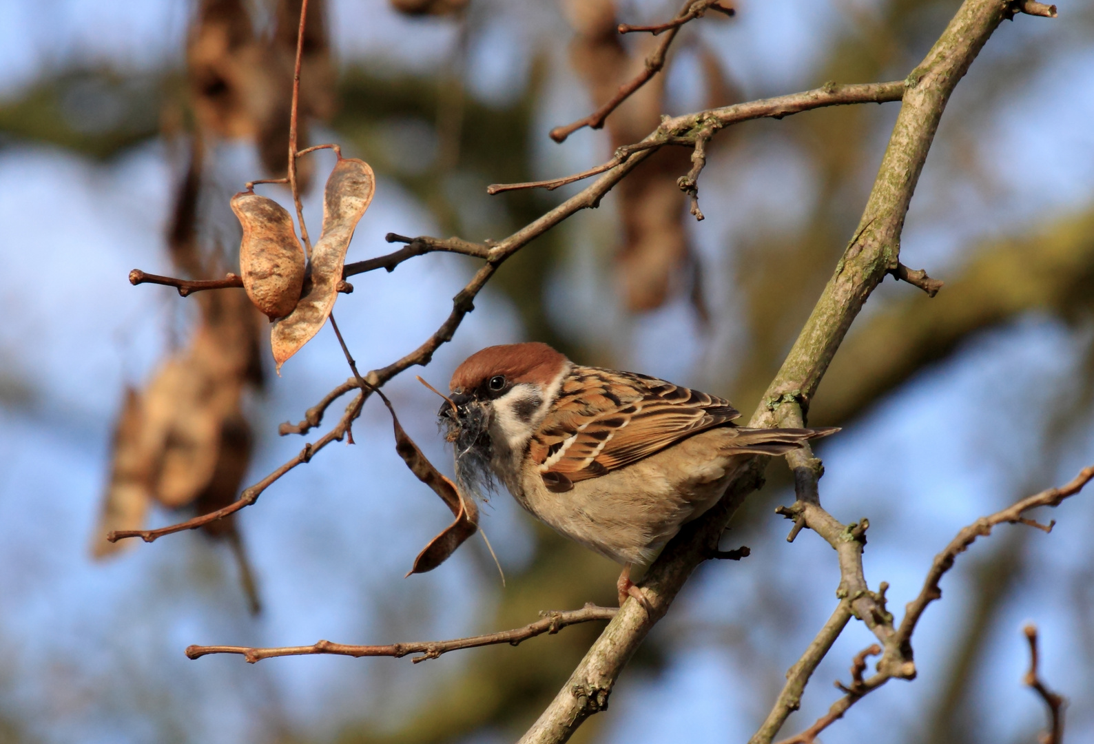 bauboom in der tierwelt