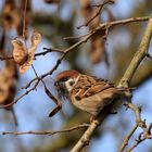 bauboom in der tierwelt