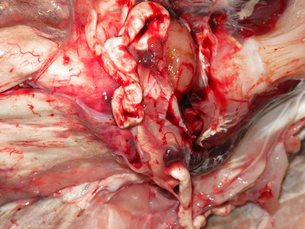 Bauchhöhle eines norwegischen Kabeljaus